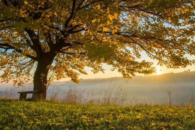 rudens koks uz lauka miglainā laikā saullēktā