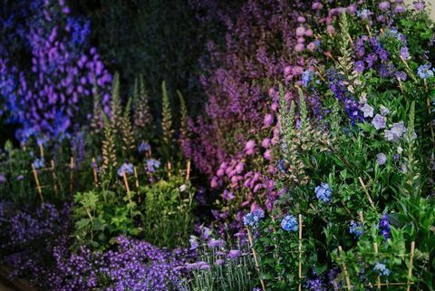 Chelsea Flower Show 2020: Datumi, biļetes un šova priekšskatījumi dārzā