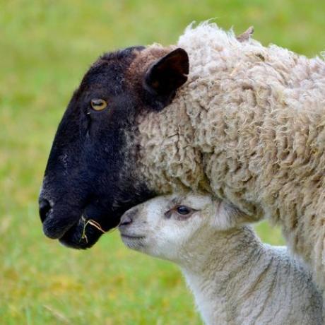 Jēra gaļa ar mātes aitu tuvās sejas šāvienu