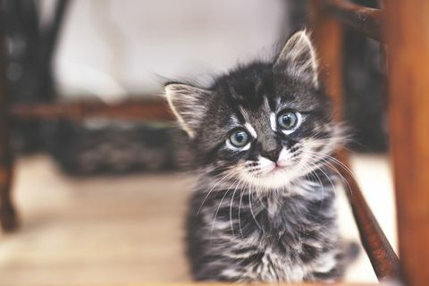 Mazais kaķēns ar pelēkām svītrām un zilām acīm iekšpusē