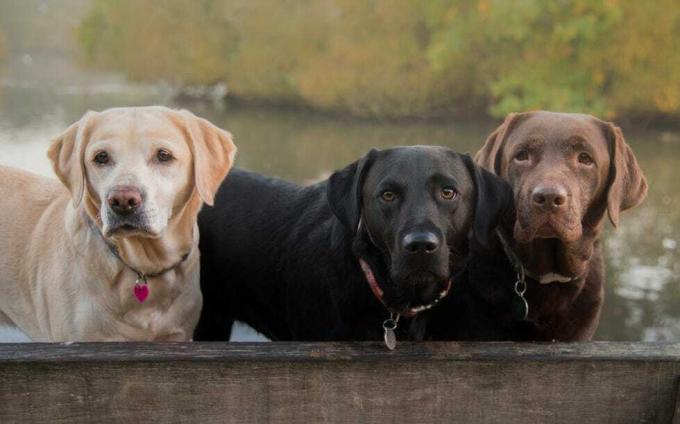 trīs labradora krāsas