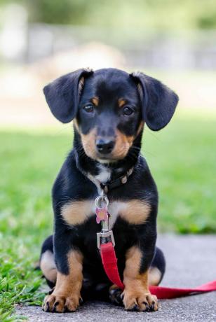 Melnais Chiweenie