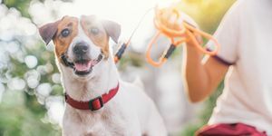laimīgs dzīvespriecīgais un rotaļīgais džeka Rasela suns, kas atpūšas un atpūšas gress dārzā parkā ārā un ārā vasaras brīvdienās