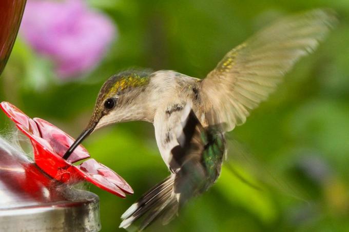kolibri ēdiena receptes instrukcijas