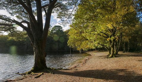 Tiek pārdota apmēram 103 akru liela sala, kas atrodas pie dienvidu Loch lomond rietumu krasta