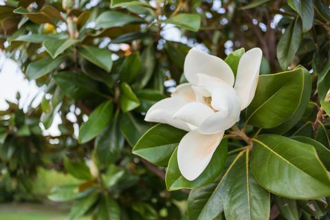 Balts magnolijas zieds, ko apņem zaļas lapas