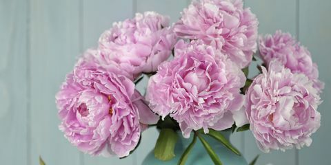 peonijas rozā ziedi