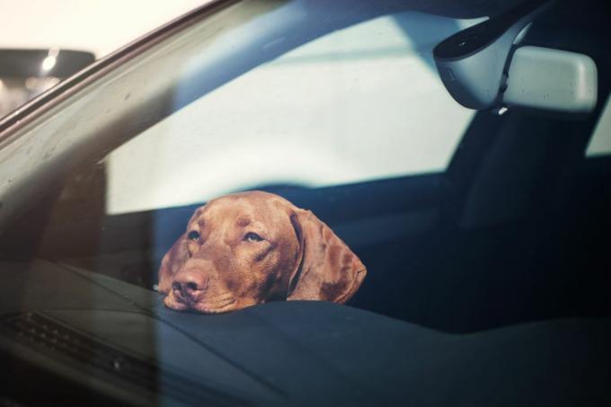 skumjš suns atstāts viens aizslēgtā mašīnā