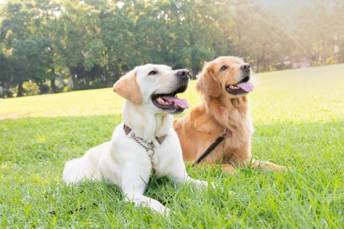 divi suņi, labradora retrīvers un zelta retrīvers, sēž blakus zāles laukā