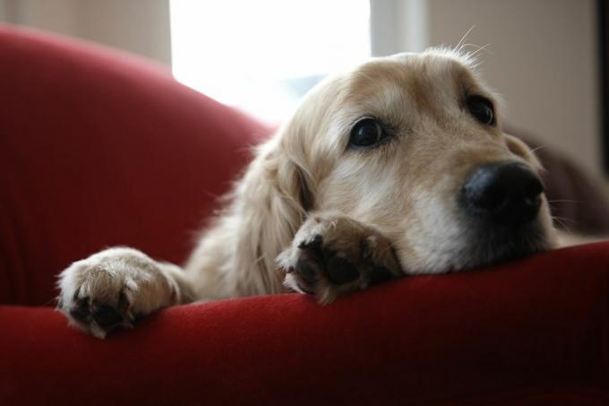 goldens pret laboratorijām