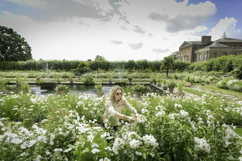 Kensingtonas pils Baltajā dārzā dārznieks mēdz puķīt
