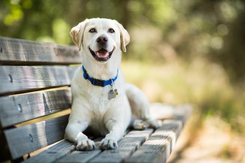 Labradoras retrīvera suns smaida uz soliņa ārā