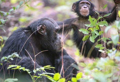 Dinastijas Dāvida šimpanzes foto