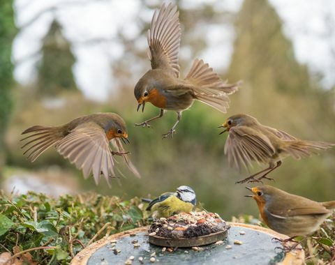 putnu fotografēšana dārza savvaļas dzīvnieki