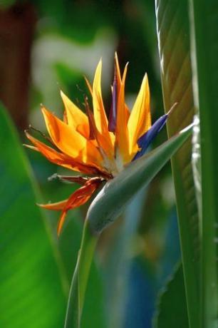 strelitzia reginae parastajos nosaukumos ietilpst dzērveņu zieds un paradīzes putns