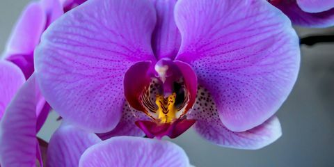 orhidejas zieds