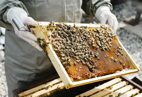 biškopība